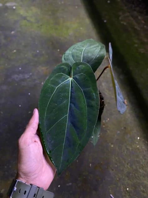 Anthurium Liberty x Ace Of Spades — Anthuriums for sale on Inflos