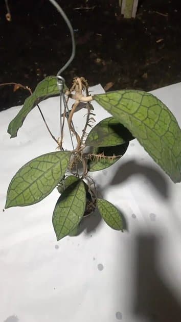 Hoya Clement Aceh Dragon Black — Hoyas for sale on Inflos