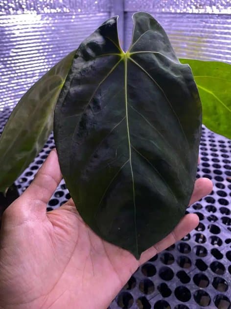 Anthurium Goliath x Antolaki — Anthuriums for sale on Inflos