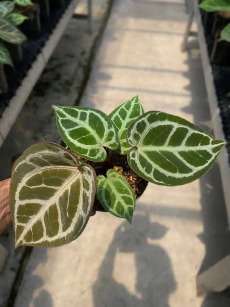 Anthurium Silver Blush x Anthurium SKG — Anthuriums for sale on Inflos