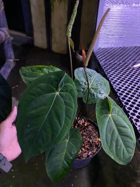 Anthurium Liberty x RVDP — Anthuriums for sale on Inflos