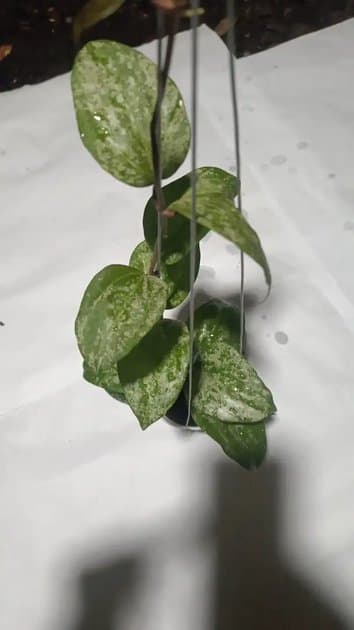 Hoya Latifolia MRH — Hoyas for sale on Inflos