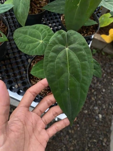 Anthurium RVDP — Anthuriums for sale on Inflos