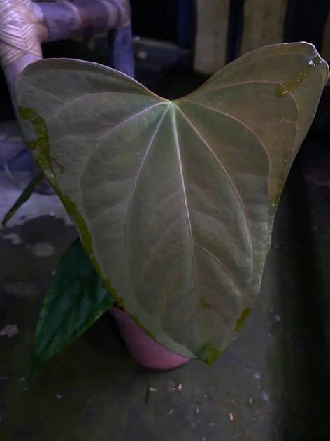 Anthurium Papillilaminum x One x Black Sweet — Anthuriums for sale on Inflos