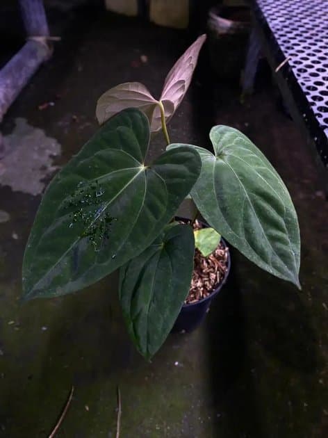 Anthurium Dark Phoenix x Blue Papillilaminum — Anthuriums for sale on Inflos
