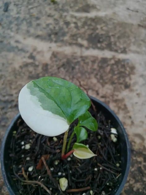 Anthurium Dressleri x Rvdp Varigated — Anthuriums for sale on Inflos
