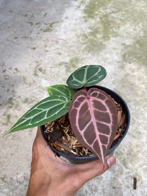 Anthurium Michelle x Michelle — Anthuriums for sale on Inflos