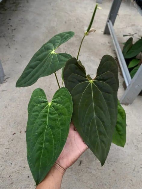 Anthurium Bvit x Fortsherman — Anthuriums for sale on Inflos