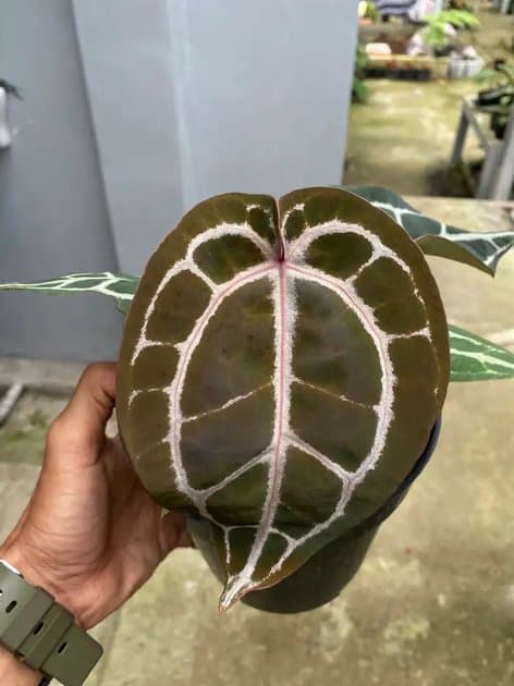 Anthurium Zara Michelle — Anthuriums for sale on Inflos