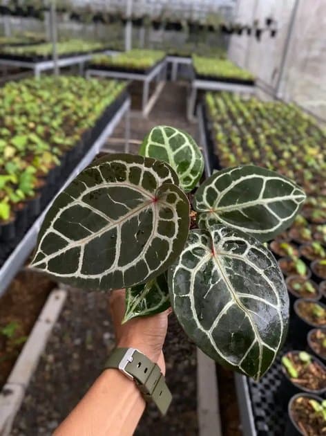 Anthurium Michelle — Anthuriums for sale on Inflos