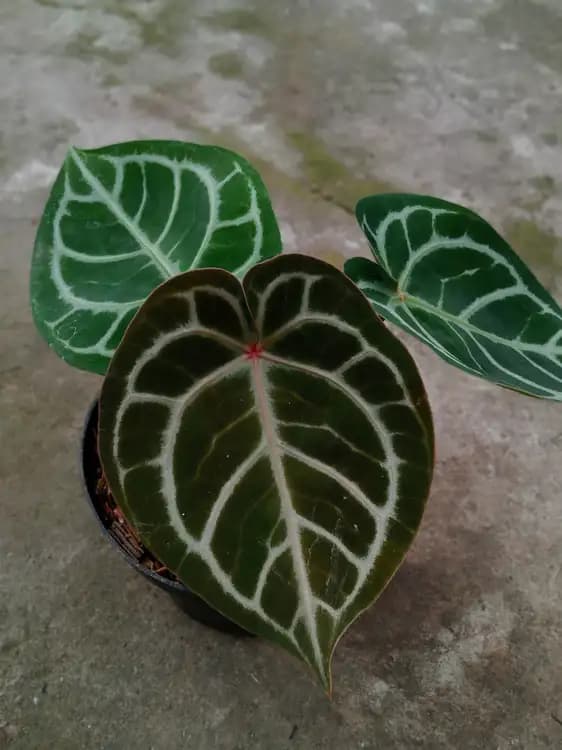 Anthurium Dorayaki x Red Crystallinum — Anthuriums for sale on Inflos