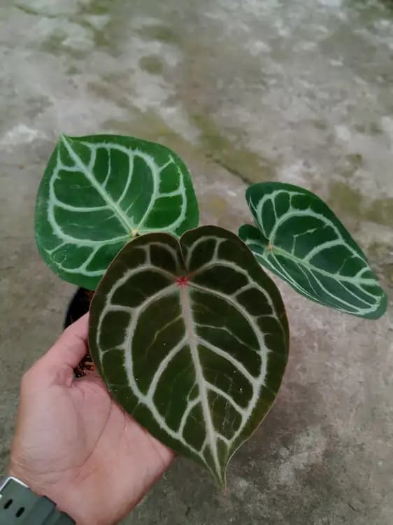 Anthurium Dorayaki x Red Crystallinum — Anthuriums for sale on Inflos
