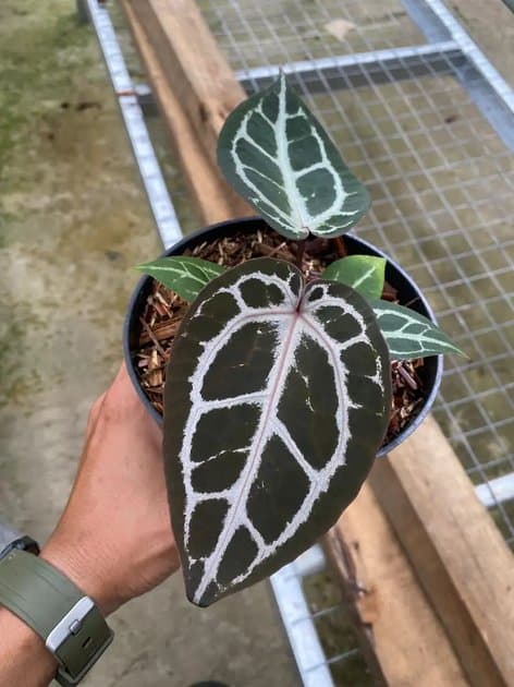 Anthurium Red Tiger — Anthuriums for sale on Inflos
