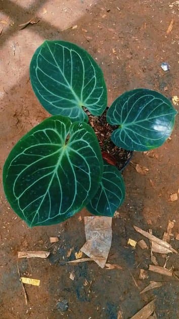 Anthurium King Of Spades — Anthuriums for sale on Inflos