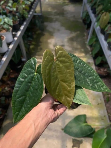 Anthurium Papillilaminum Fortsherman x Luxurian Ecuador — Anthuriums for sale on Inflos