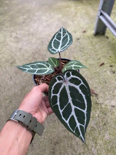 Anthurium Red Tiger — Anthuriums for sale on Inflos