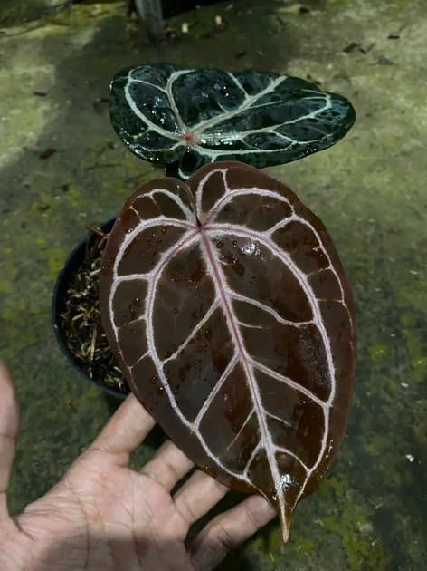 Anthurium Michelle — Anthuriums for sale on Inflos