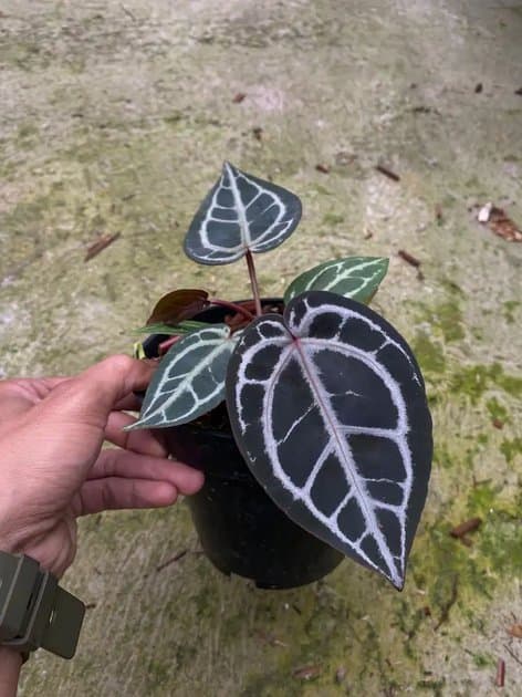 Anthurium Red Tiger — Anthuriums for sale on Inflos