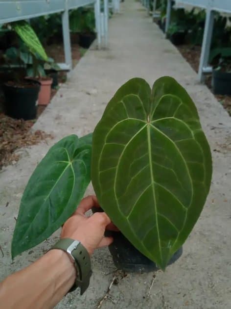 Anthurium Ace Of Spades x Dark Phoenix — Anthuriums for sale on Inflos