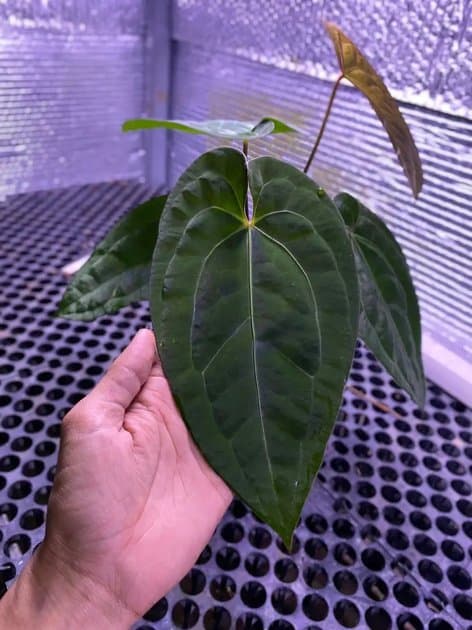 Anthurium Ace Of Spades x RVDP — Anthuriums for sale on Inflos