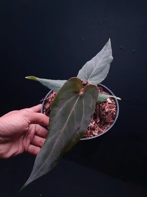 Anthurium Red Queen x Fortsherman — Anthuriums for sale on Inflos