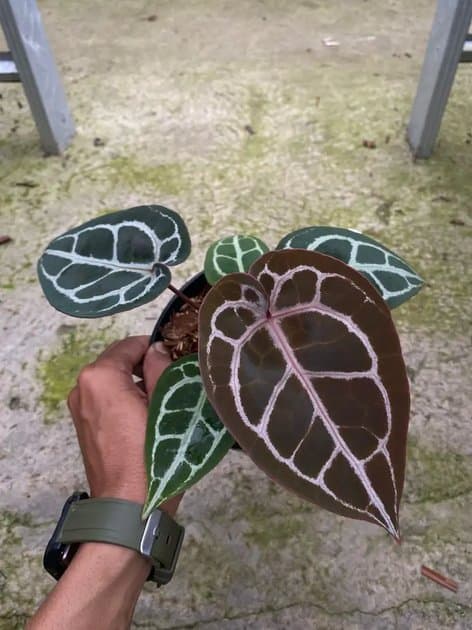 Anthurium Michelle x Michelle — Anthuriums for sale on Inflos