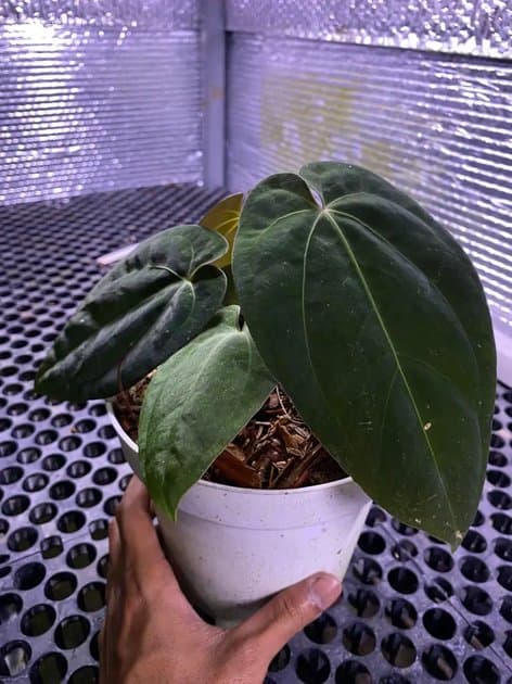 Anthurium Goliath x Antolaki — Anthuriums for sale on Inflos