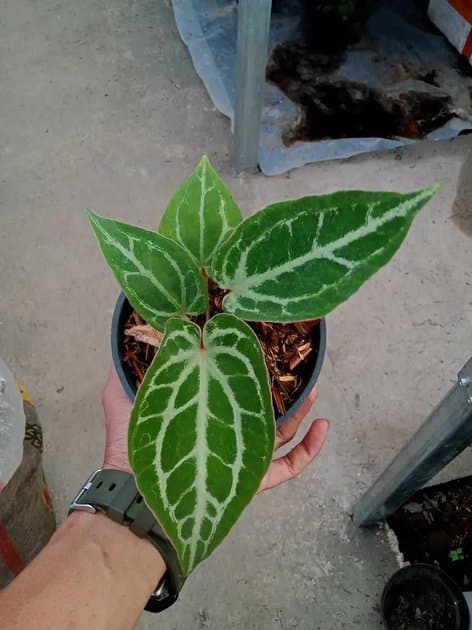 Anthurium Mojang x Michelle — Anthuriums for sale on Inflos