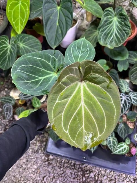 Anthurium King' Of Spades — Anthuriums for sale on Inflos