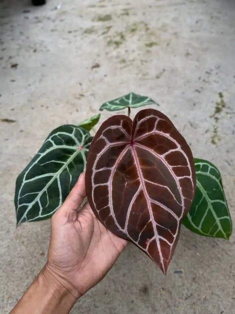 Antara Dorayaki x Red x Michelle — Anthuriums for sale on Inflos