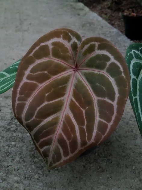 Anthurium Red Magni x Red Crystallinum — Anthuriums for sale on Inflos