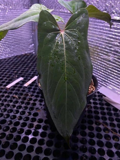 Anthurium Blue Papillilaminum x Red Queen — Anthuriums for sale on Inflos