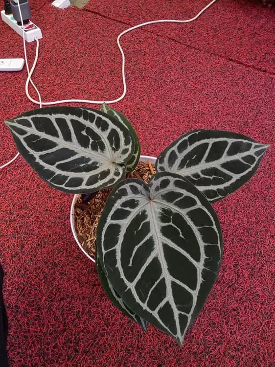 Anthurium Red Tiger — Anthuriums for sale on Inflos