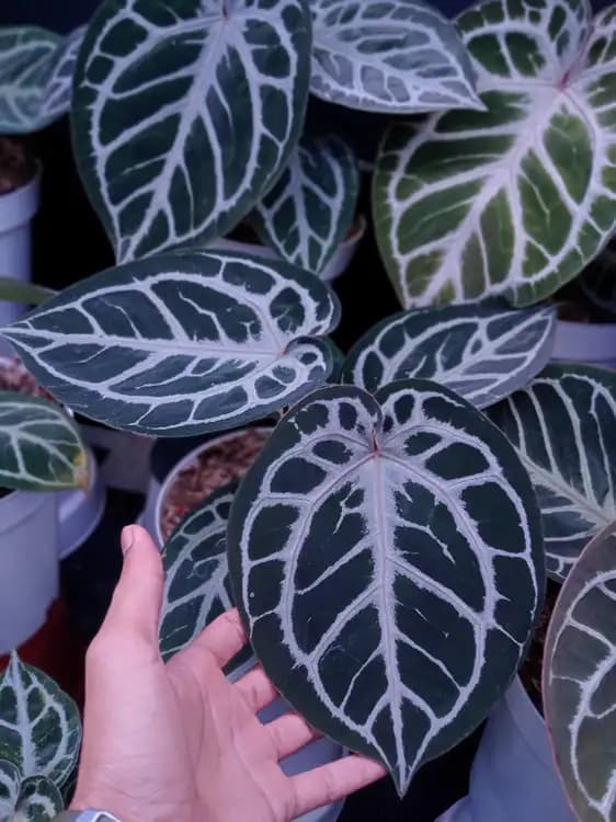 Anthurium Red Tiger — Anthuriums for sale on Inflos