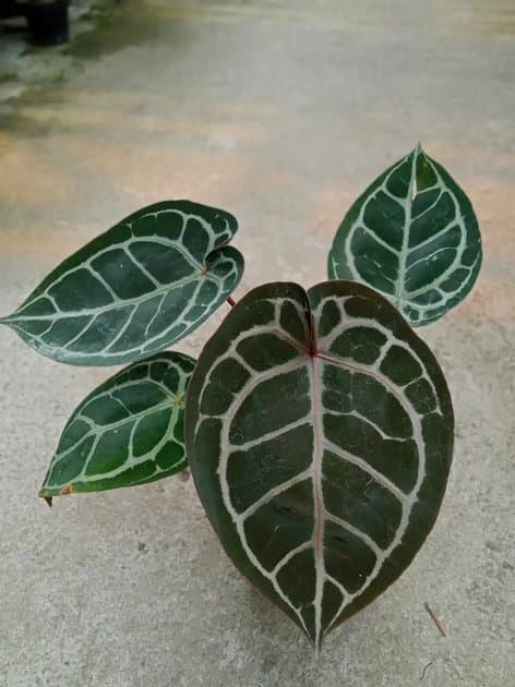 Anthurium Crystallinum NSE x Red Tiger — Anthuriums for sale on Inflos