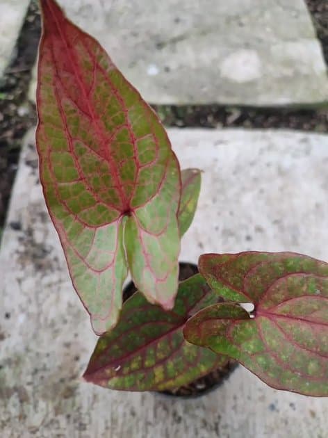 Crytosperma Johnstonii — Others for sale on Inflos