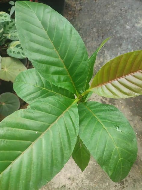 Dinellia Sufruticosa — Others for sale on Inflos