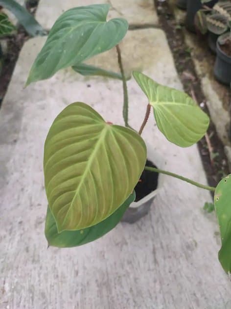 Philodendron Nangaritense — Philodendrons for sale on Inflos
