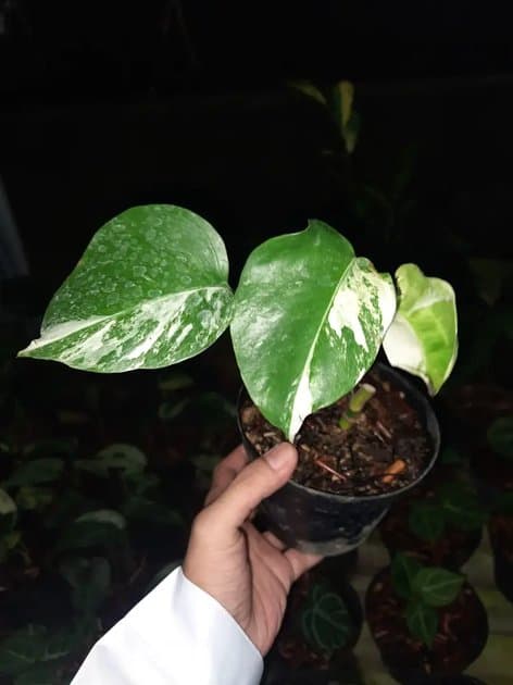 Monstera White Tiger Variegata — Monsteras for sale on Inflos