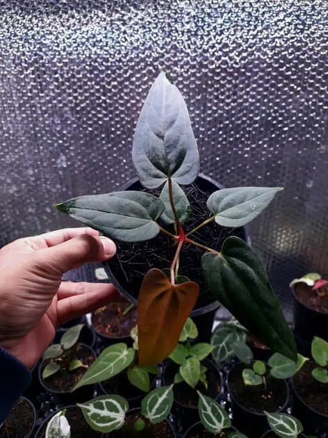 Anthurium Black Sweet — Anthuriums for sale on Inflos
