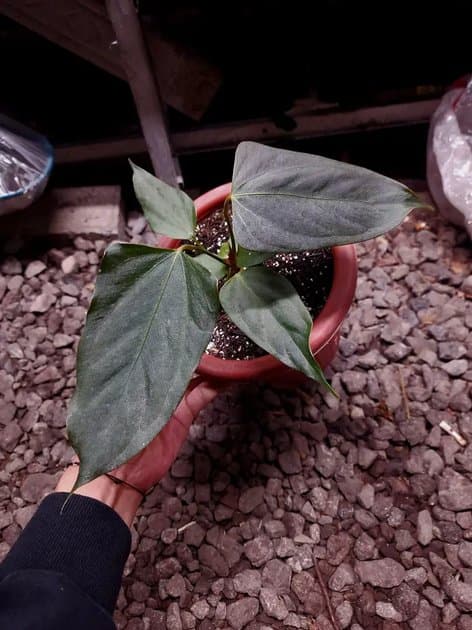 Anthurium Papillilaminum Flat — Anthuriums for sale on Inflos