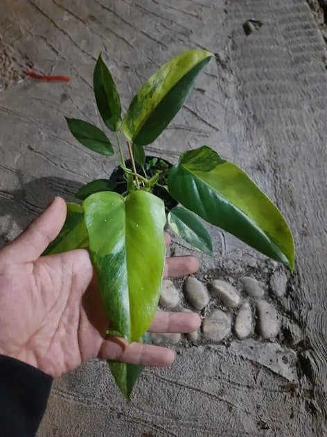 Philodendron Bob Cee x Florida Beauty Variegated — Philodendrons for sale on Inflos