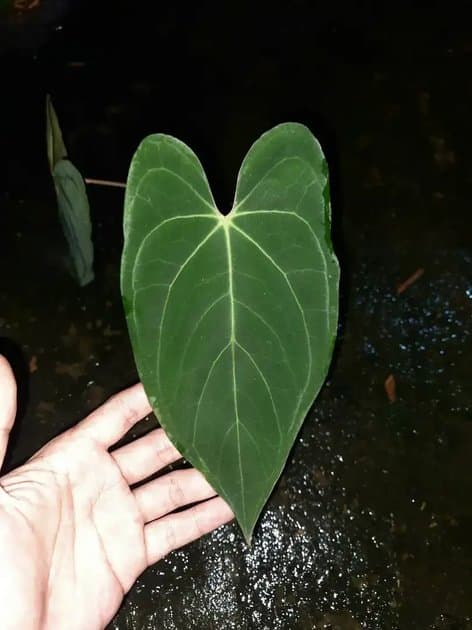 Anthurium Hybrib — Anthuriums for sale on Inflos