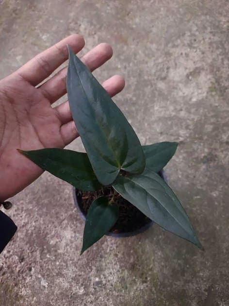 Anthurium Balck Sweet — Anthuriums for sale on Inflos