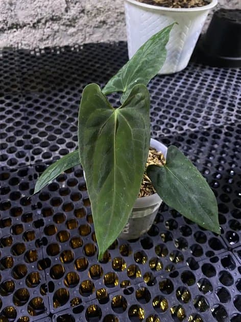 Forts Herman Original — Anthuriums for sale on Inflos