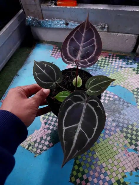Anthurium Tortoise — Anthuriums for sale on Inflos