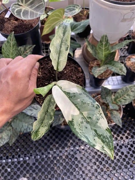 Aglonema Comutatum Variegata — Others for sale on Inflos