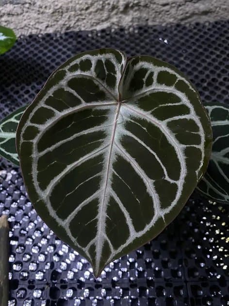 Anthurium Red Tiger — Anthuriums for sale on Inflos