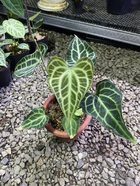 King Of Clarinervium Original — Anthuriums for sale on Inflos