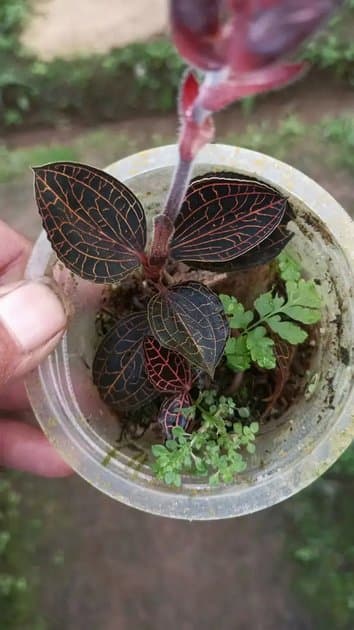 Jewel Orchid Sanderiana Sp Papua — Orchids for sale on Inflos
